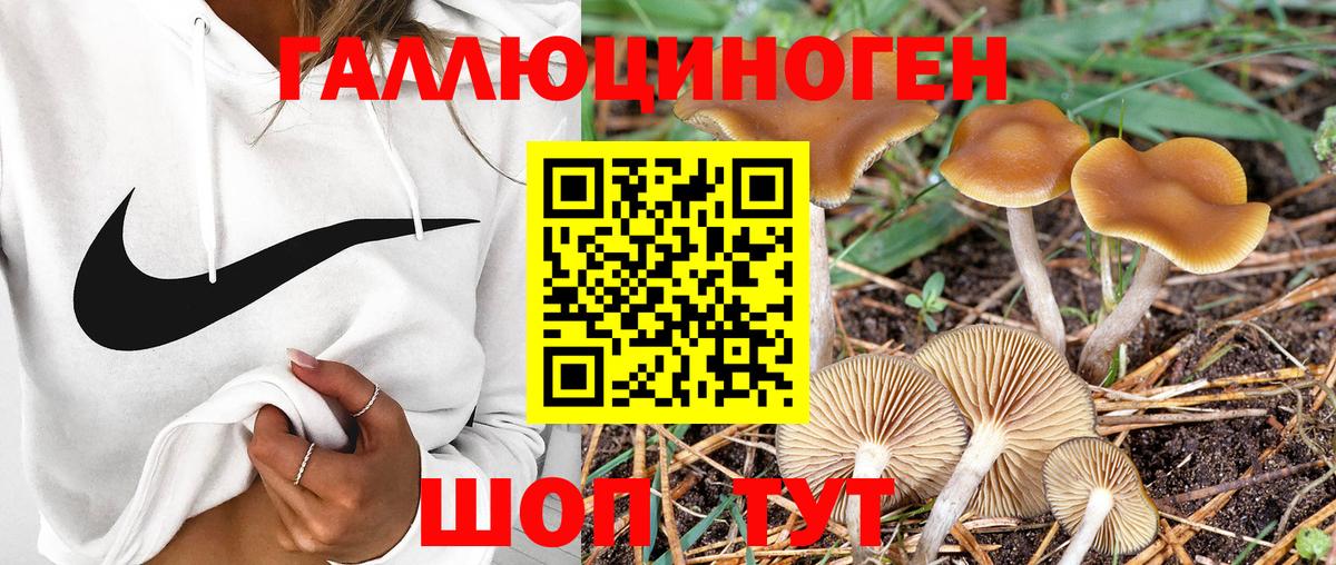Псилоцибиновые грибы GOLDEN TEACHER Калуга